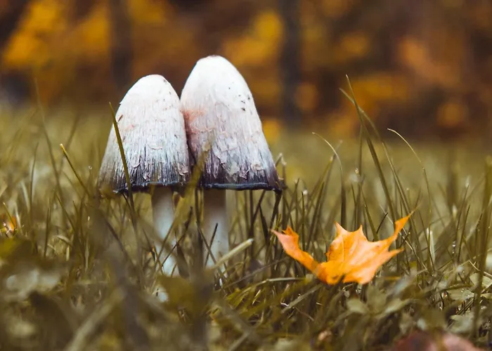 Apartmán Sadowy Visla